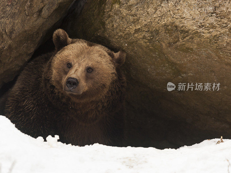 熊向他的洞穴外看了看