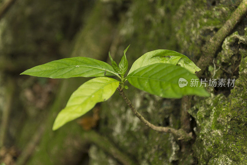 热带植物