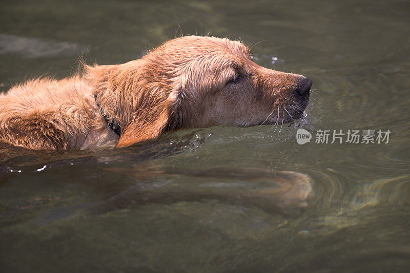 狗游泳