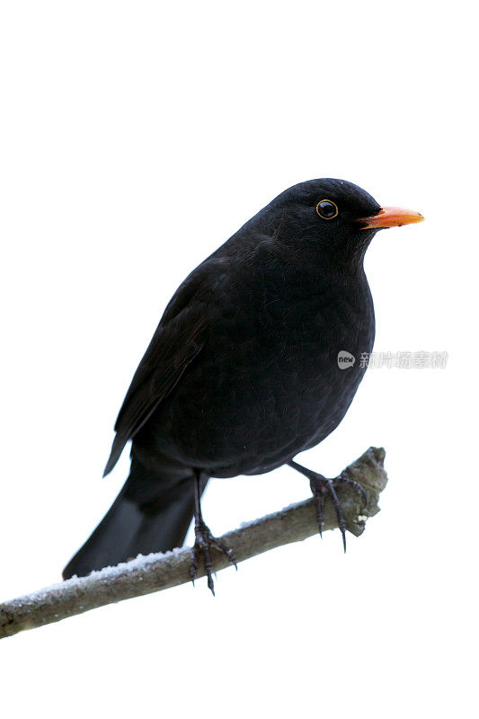 黑鸟（图尔杜斯·梅鲁拉）