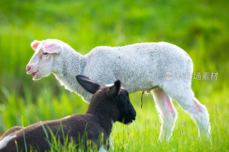 羊羔在春天