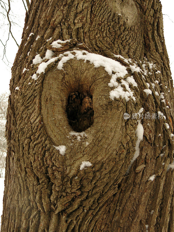 树结在树干上很少覆盖着雪