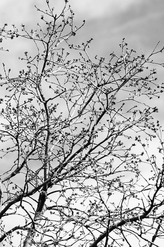 黑色和白色的冬天光秃秃的树枝