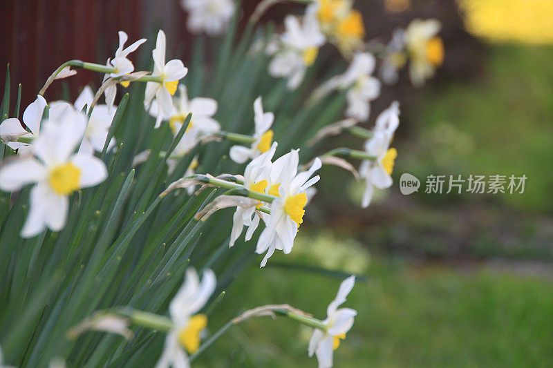 水仙花