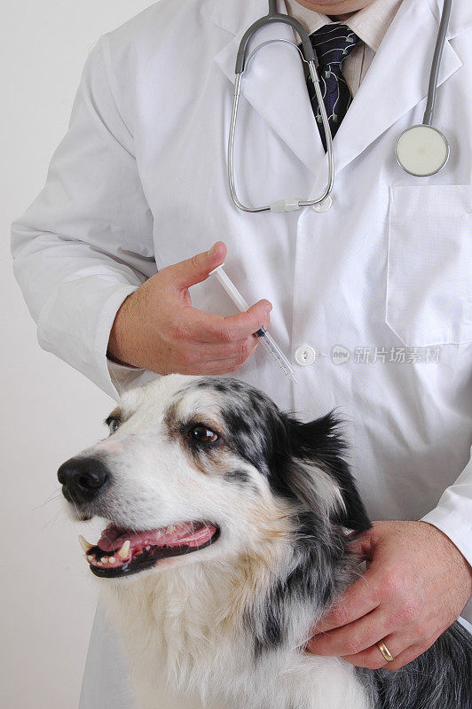 兽医接种疫苗的狗