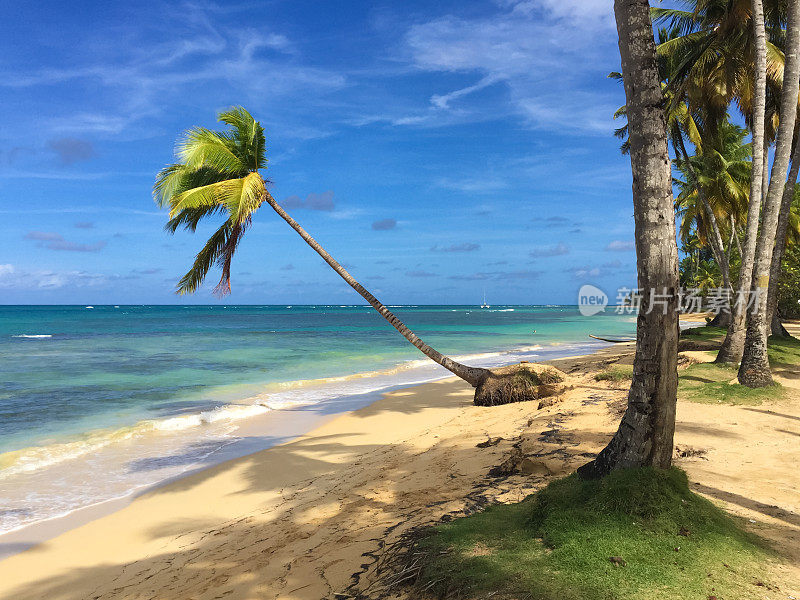 倾斜的棕榈树在加勒比海滩上