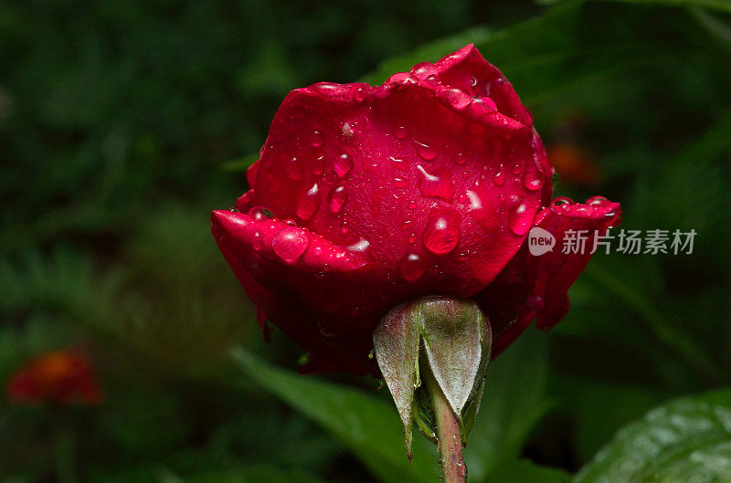 雨落在红玫瑰上