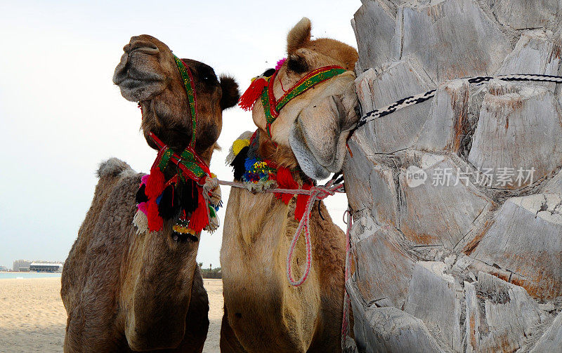 迪拜海滩上的骆驼