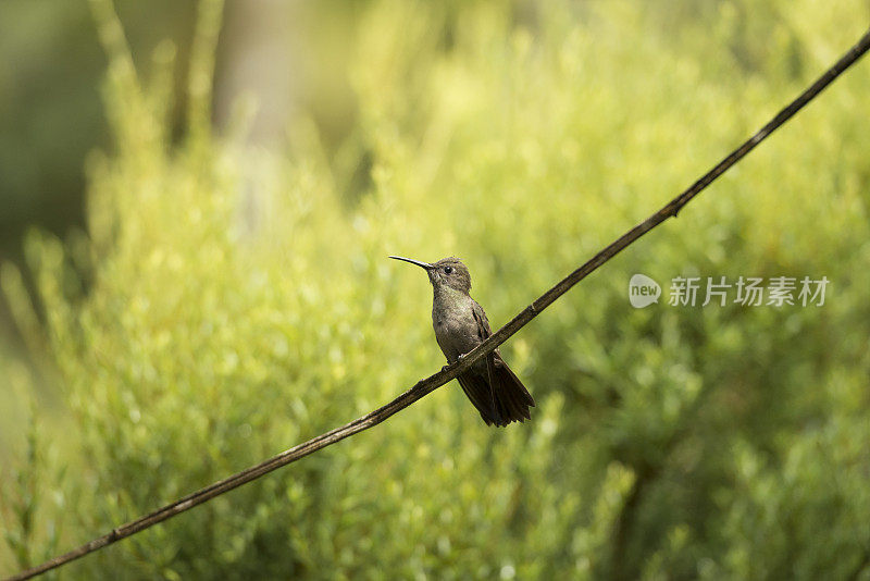 桑布雷蜂鸟（阿潘托赫罗亚环氯）