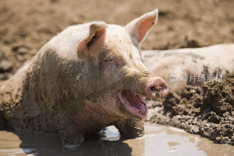 快乐的脏猪在泥里游泳和打滚