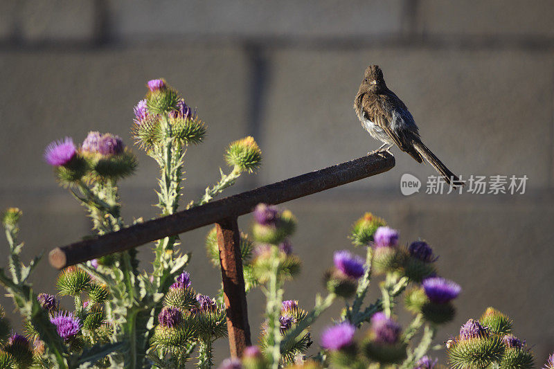 黑菲比和蓟花