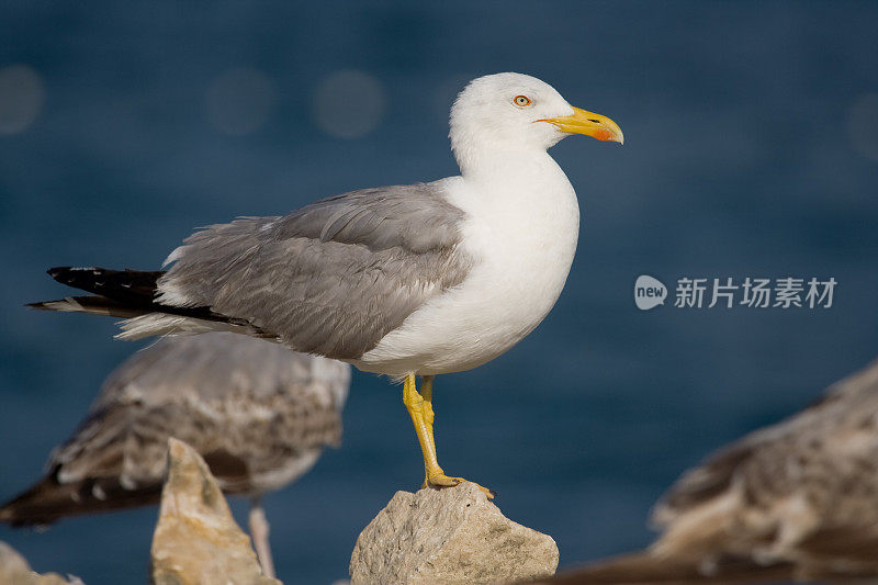 海鸥