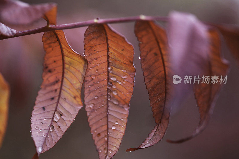 雨滴落在秋天的漆树上