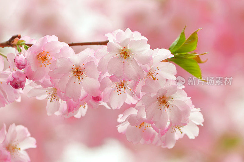 日本樱花