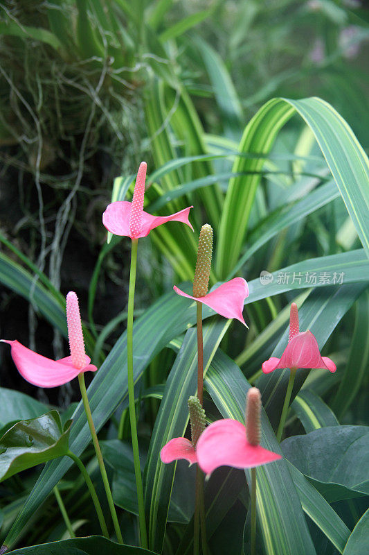 红掌花或火烈鸟百合