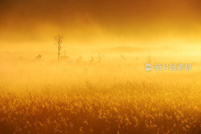 晨雾在日出时从魔法荒原升起