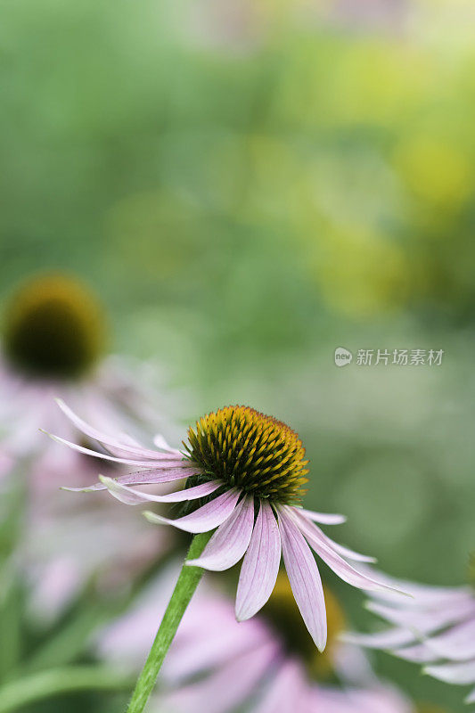 夏天紫锥花盛开