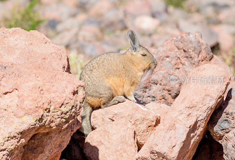 Viscacha,智利