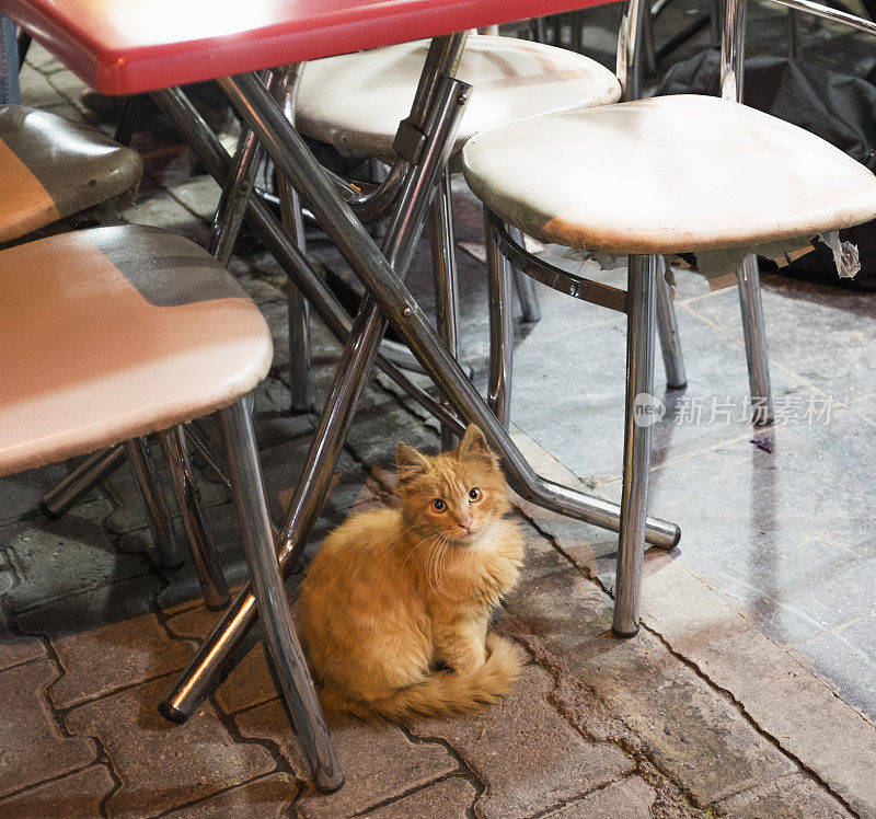 可爱的流浪猫