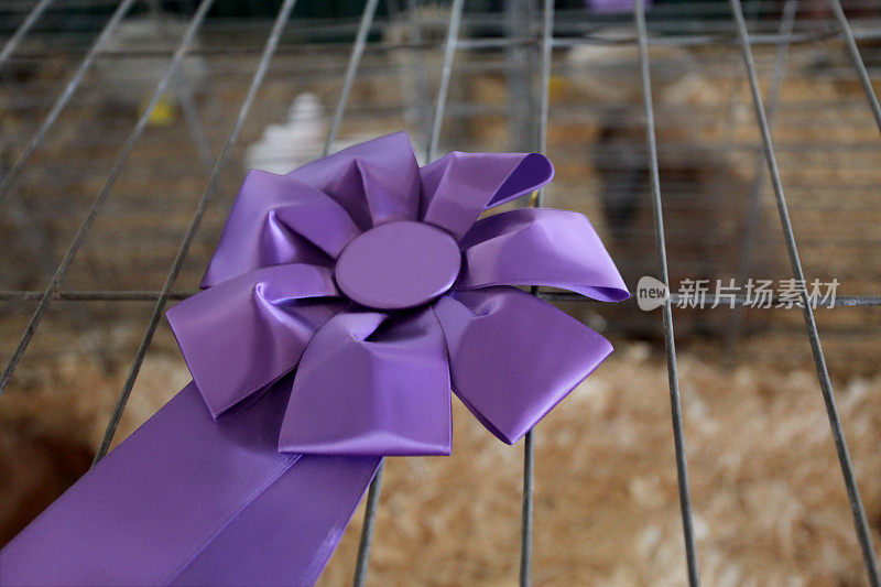 兔箱上的紫色奖带。有选择性的重点。剪切路径。