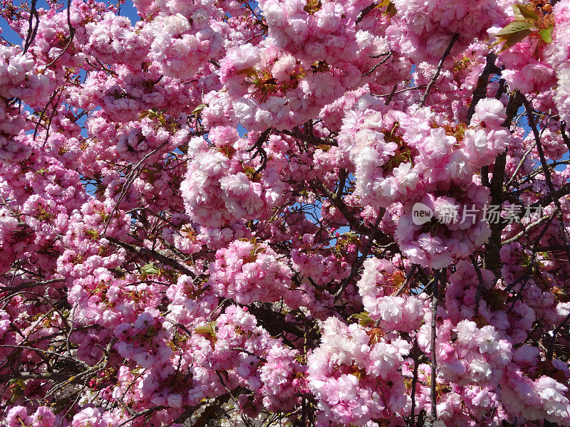 樱桃树枝上挂满了樱花