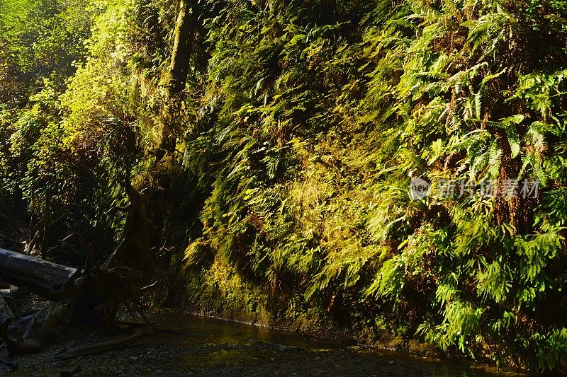 蕨类植物峡谷发光