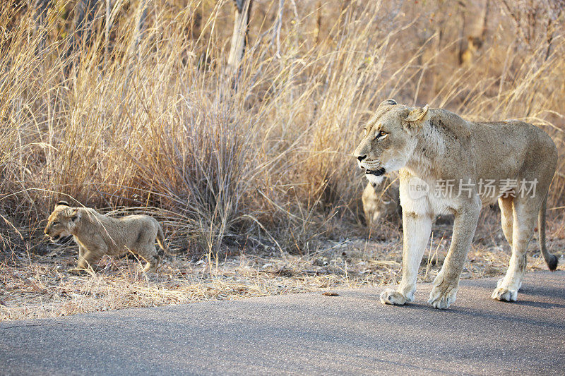 南非:克鲁格国家公园的母狮和幼崽