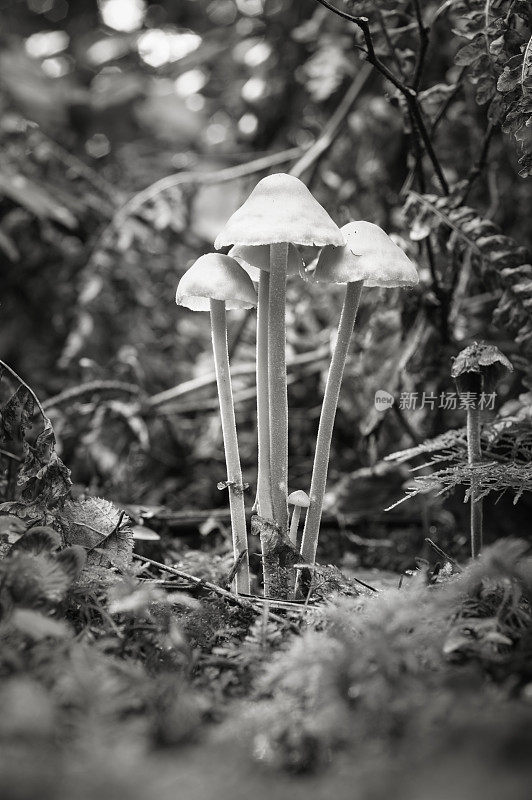 一些小蘑菇