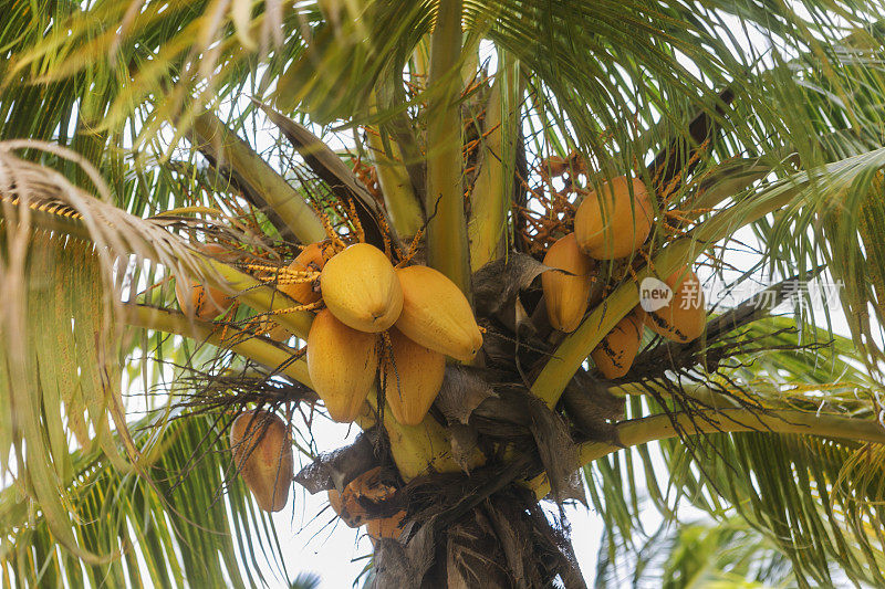 古巴哈瓦那棕榈树上的椰子