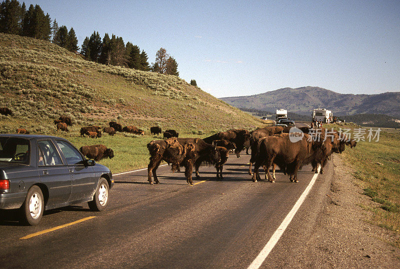 水牛果酱:美国野牛堵塞了一条道路在黄石国家公园