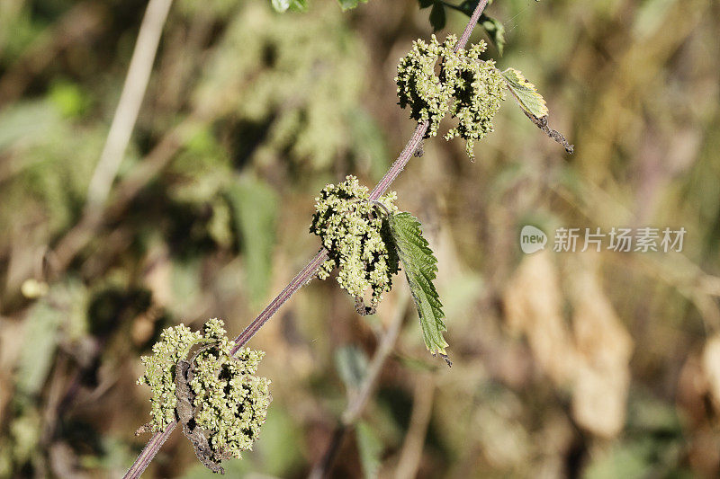 荨麻荨麻在花软背景