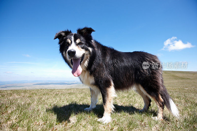 沼地草地上友善的边境牧羊犬