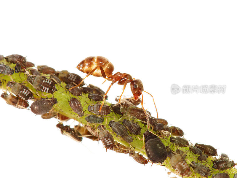 蚂蚁牧羊蚜虫