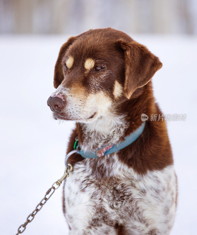 阿拉斯加雪橇犬的狗