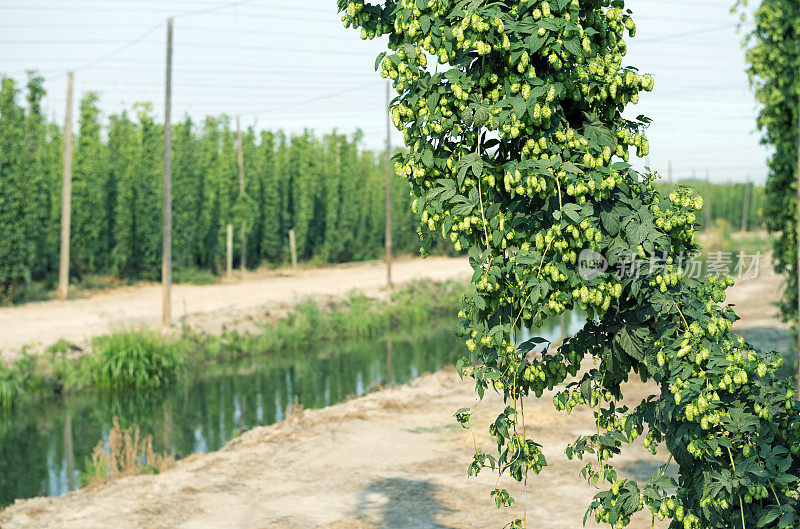 啤酒花生长在农业运河附近的亚基马山谷