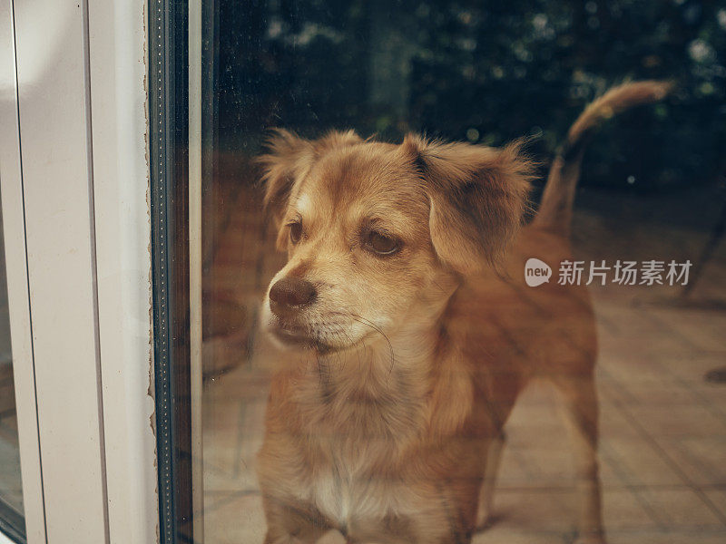 小狗在窗户后面