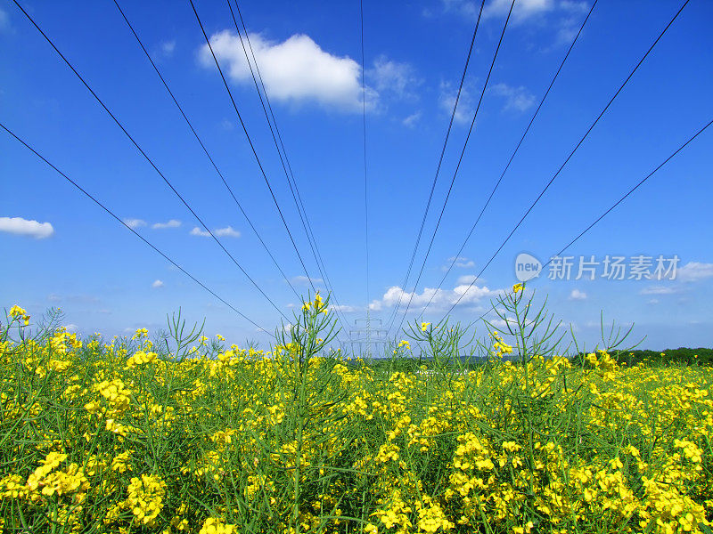 油菜花领域