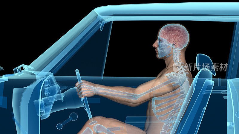 人体解剖学在开车时，皮肤，骨骼和大脑