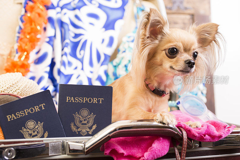吉娃娃狗在手提箱里为热带暑假打包。