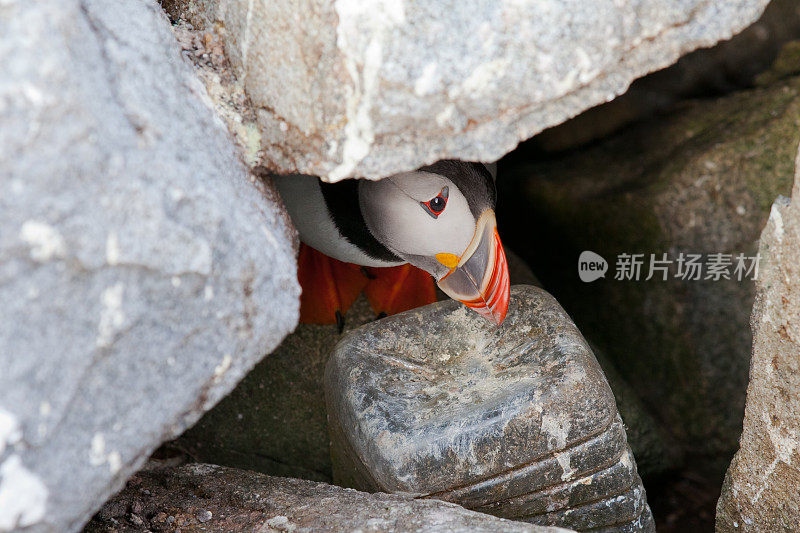 大西洋海雀从洞穴中窥视