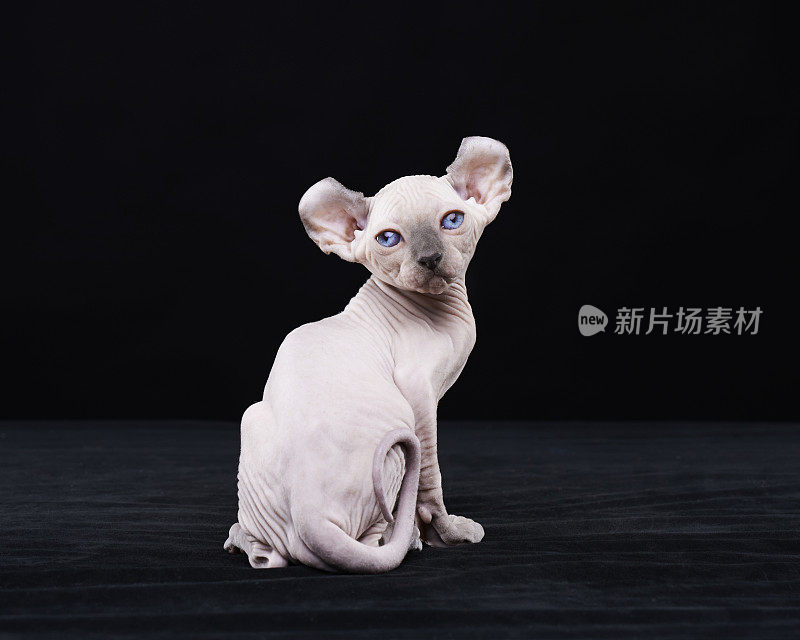 Sphynx猫