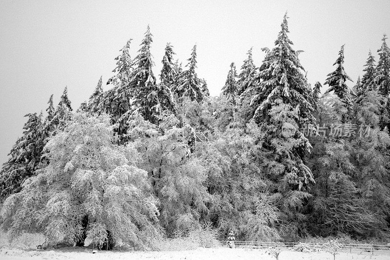 毯子的雪