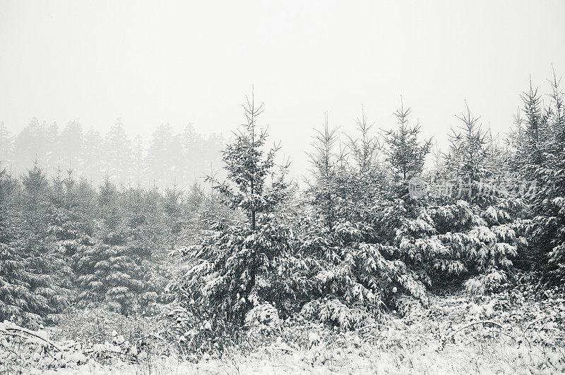 雪花落在树上