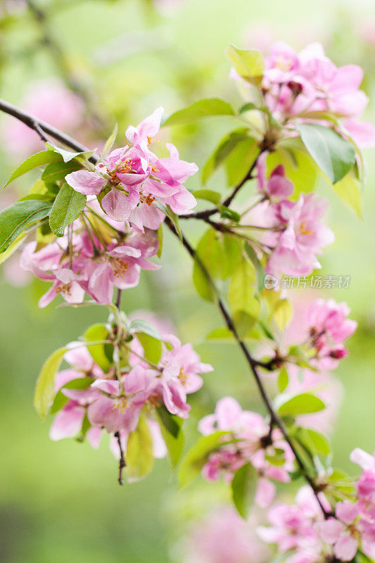 春天，一棵盛开的海棠树上开着粉红色的花