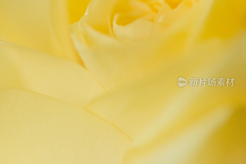 黄玫瑰抽象微距照片