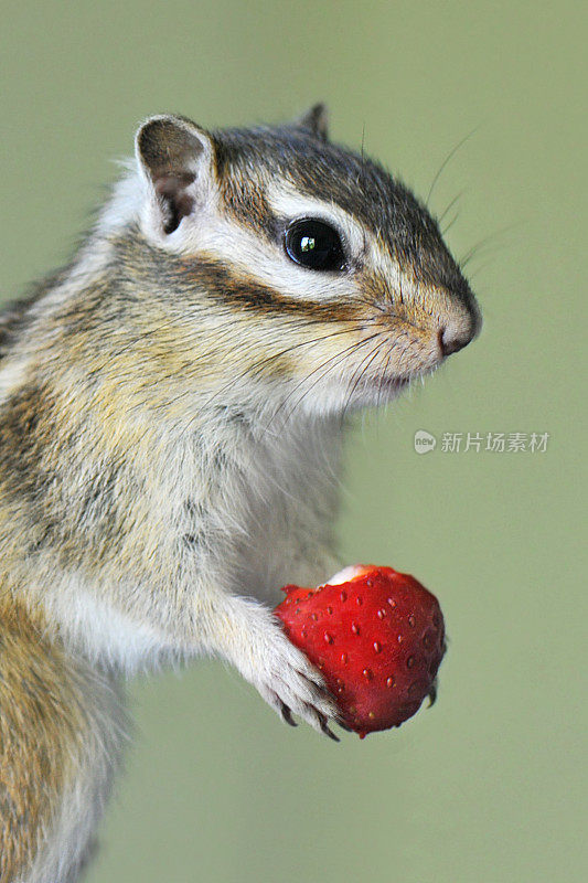 花栗鼠与草莓