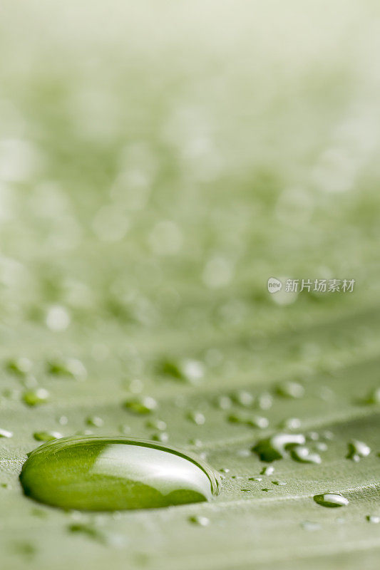 带雨滴的叶子