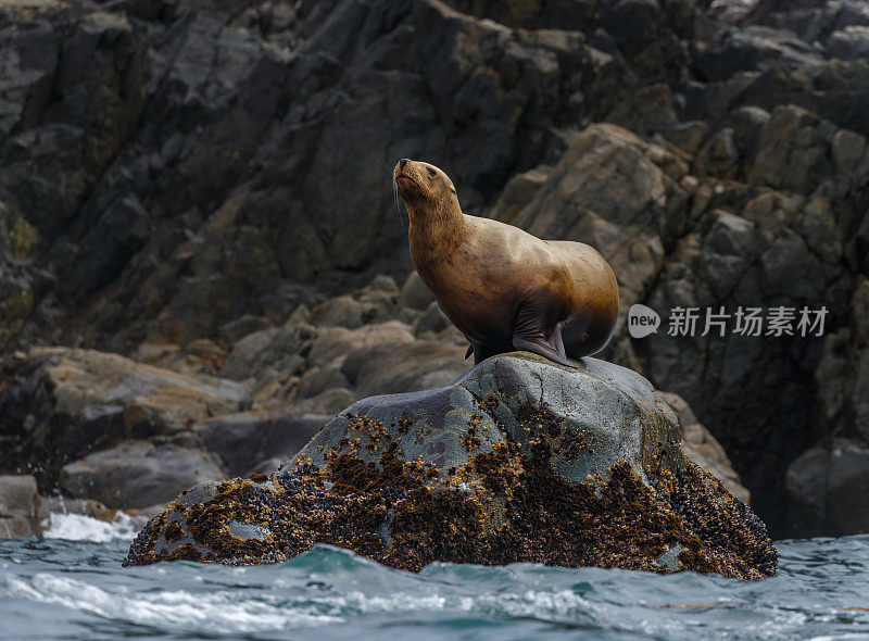 斯特勒海狮