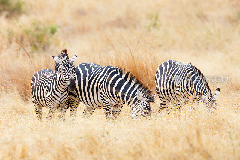 非洲坦桑尼亚塞伦盖蒂草原上的斑马