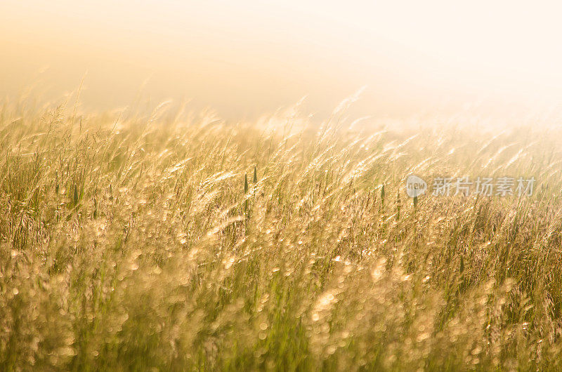阳光照在金色的干草上